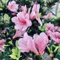 萬里杜鵑花季｜免費賞花好去處，春日漫遊半日遊推薦！