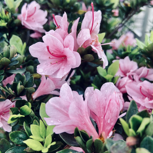 萬里杜鵑花季｜免費賞花好去處，春日漫遊半日遊推薦！