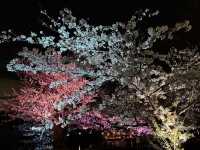 都会の隠れ桜スポット！品川プリンスホテル「桜タワー」で春気分満開