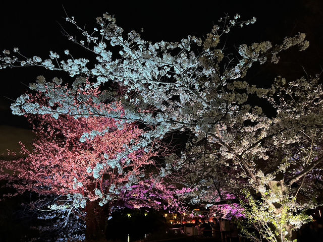 都会の隠れ桜スポット！品川プリンスホテル「桜タワー」で春気分満開