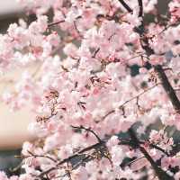 櫻花仙境～真駒內公園  