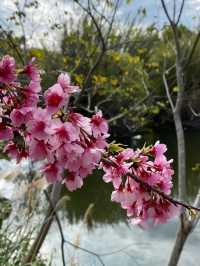 🌸** 關西櫻花祕境**🌸