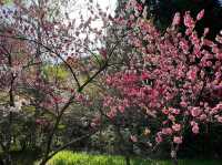 田立の滝群で梅の花をみよう！名瀑×季節の彩り！春の始まりを感じる絶景トレッキングへ🌸💧