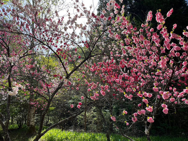 田立の滝群で梅の花をみよう！名瀑×季節の彩り！春の始まりを感じる絶景トレッキングへ🌸💧