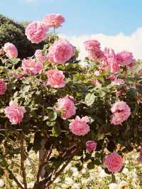 A Green Awakening: Exploring Dodang Park Before the Rose Bloom 