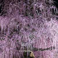 🌸✨ Mie-gnificent Blossoms: A Sakura Dream Come True! ✨🌸