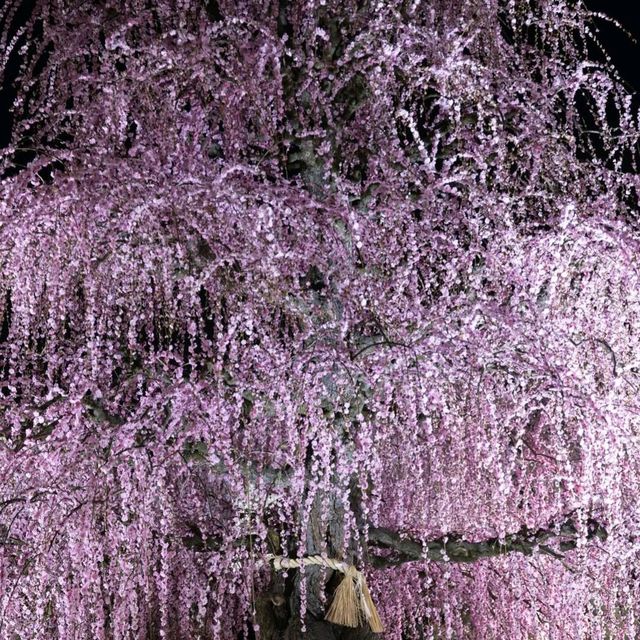 🌸✨ Mie-gnificent Blossoms: A Sakura Dream Come True! ✨🌸