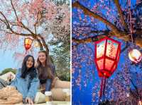 【名古屋】春の風物詩✨名古屋城のさくら祭り🏯🌸