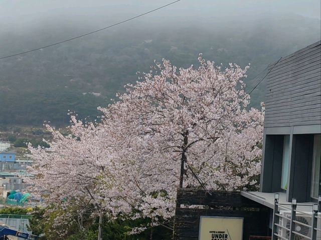 搭DANUBI列車暢遊釜山國家地質公園~太宗台，賞櫻花和玉蘭花。