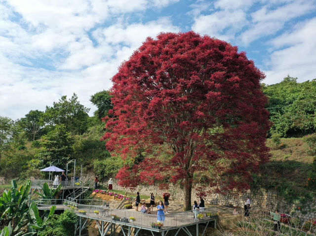 Red Leaf Tree in Lam Dong 
