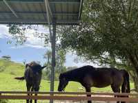 Borneo Happy Farm Date