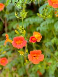 여름의 시작을 알리는 주황빛 능소화🧡🌿