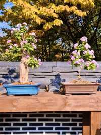 Wolmi Park Travel Review: Daytime Delights and Blooming Beauty 🏞️🌸🚶‍♀️
