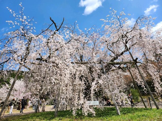 🌸【京都・八坂神社｜櫻下的野餐盛宴】⛩️  