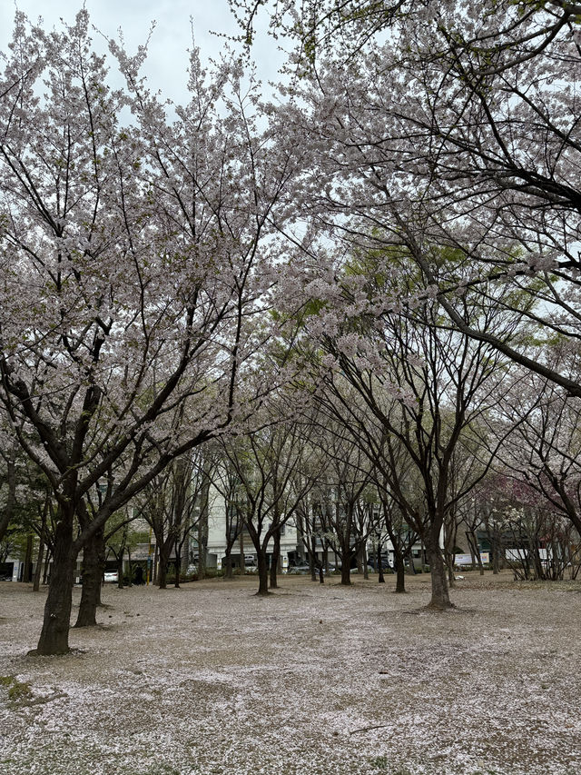  인천 시즌별 핫스팟! 여기는 꼭 가야해
