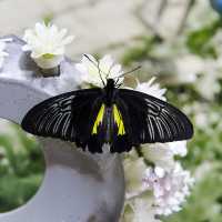 Butterfly Garden, Dubai
