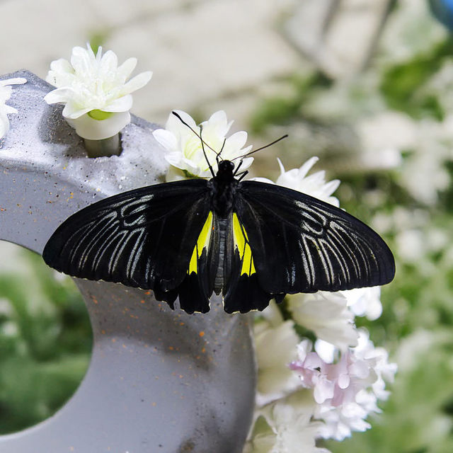 Butterfly Garden, Dubai