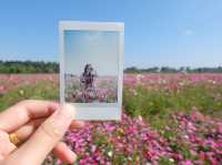 หน้าหนาวไปชมดอกไม้ "ไร่สิงห์ปาร์ค เชียงราย"🌸