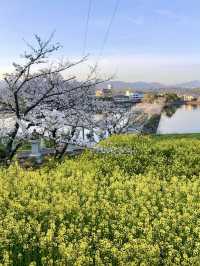 Cherry Blossoms in Full Bloom at Ryuo Park