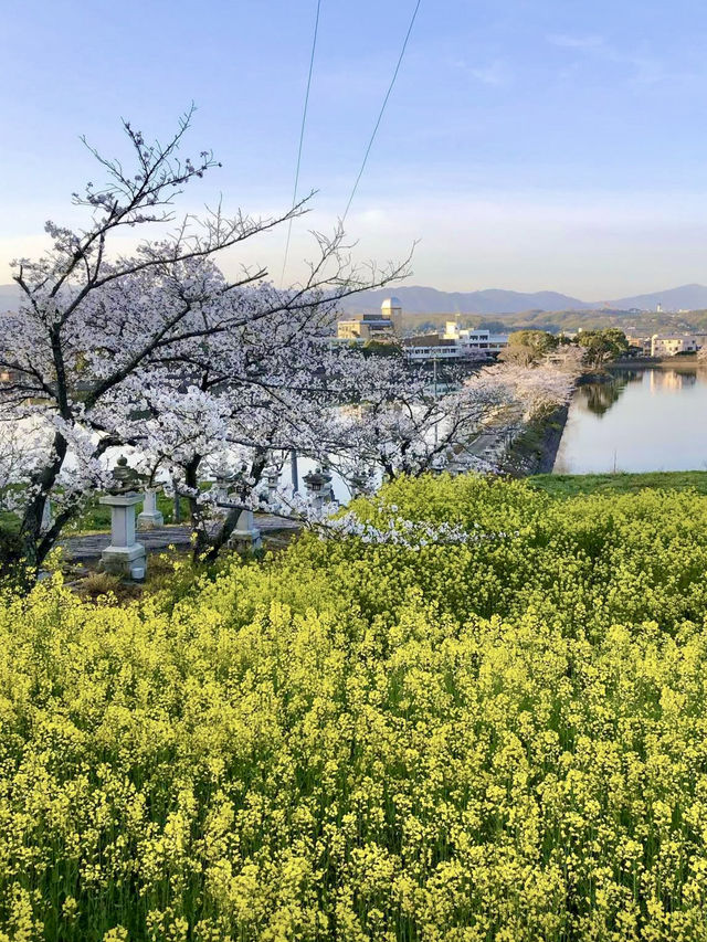 Cherry Blossoms in Full Bloom at Ryuo Park