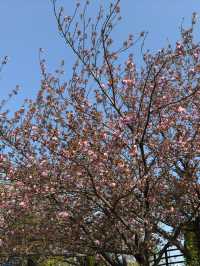 東京｜檜町公園與豐住公園一日遊