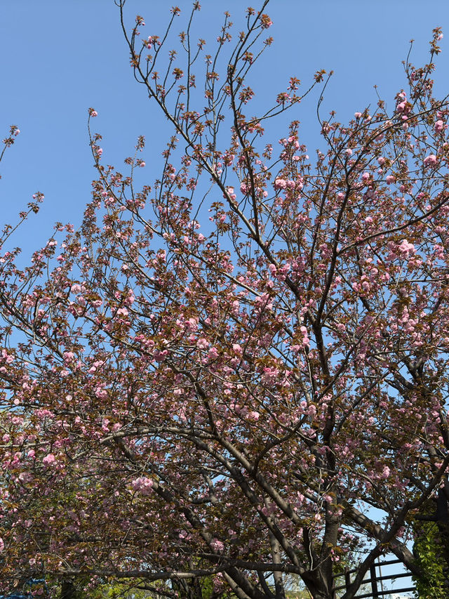 東京｜檜町公園與豐住公園一日遊