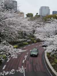 10-Time-a-Year Tokyo Cherry Blossom Guide
