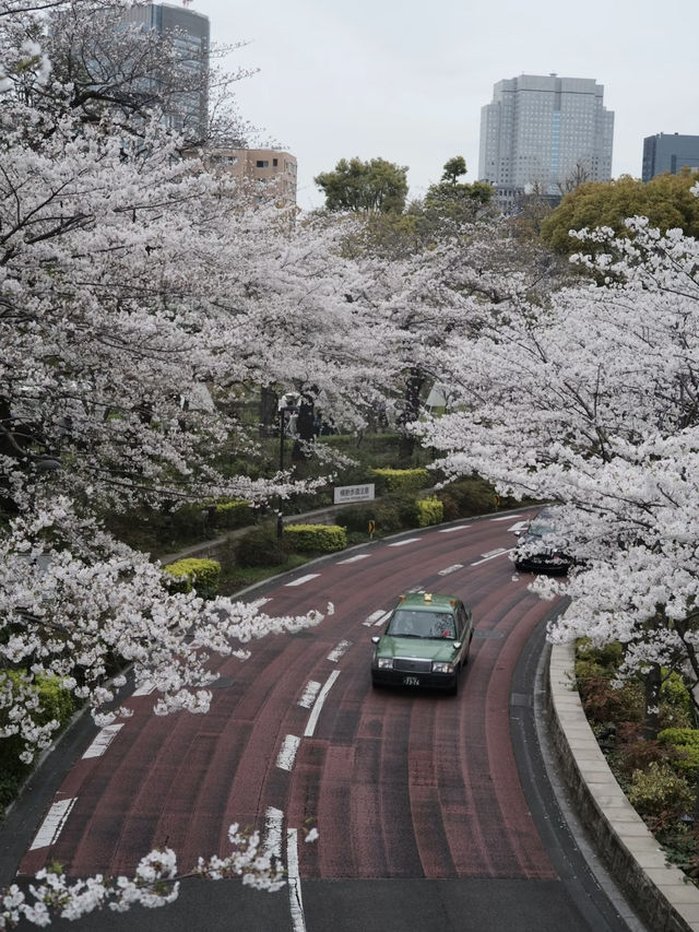 10-Time-a-Year Tokyo Cherry Blossom Guide