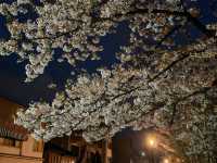 Sakura in Kanazawa - the hidden gem