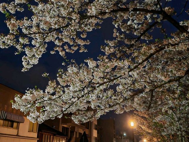 Sakura in Kanazawa - the hidden gem