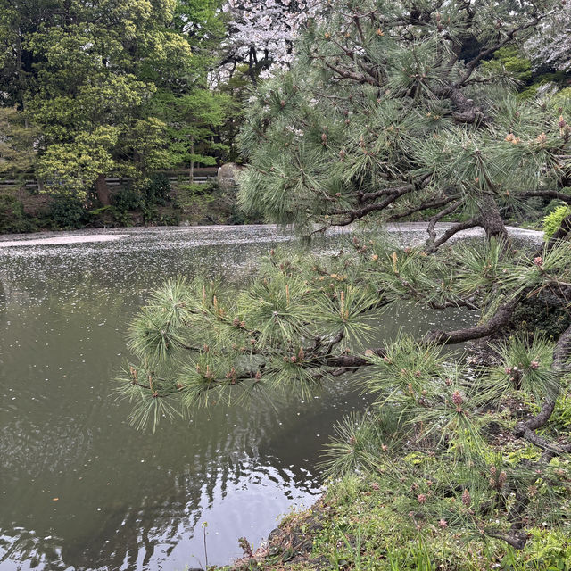 【都会のオアシス】東京 新宿 新宿御苑 季節ごとに異なる鮮やかな景色が楽しめる公園