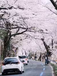 🌸Hidden Kansai Cherry Blossom Spot | Kaizu Osaki’s Dreamy Sakura Tunnel
