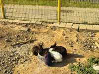 Play, Pets & Plants—Pyeongtaek Fun!