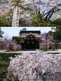 Kansai Cherry Blossom Guide  | Osaka, Kyoto