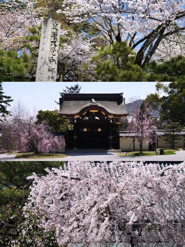 Kansai Cherry Blossom Guide  | Osaka, Kyoto