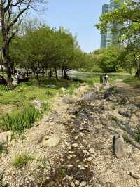 Tulip Time in Seoul Forest Park