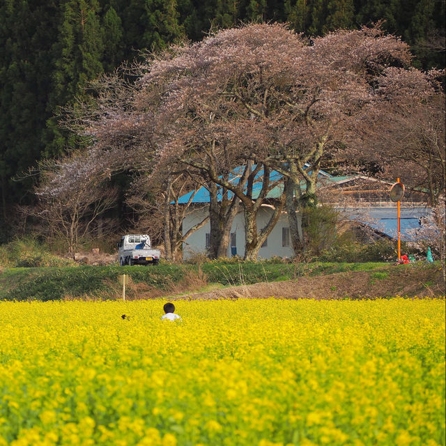 柱島·櫻花小島