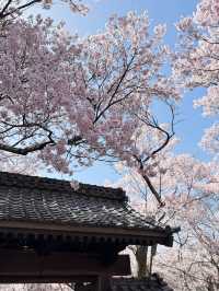 🌸 Takato Castle Ruins Cherry Blossoms – Stunning Live Photos! 🌸