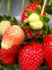 🍓✨ Genting Strawberry Leisure Farm: A Berry Sweet Escape!