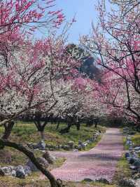 Iina Plum Orchard Guide 🌸