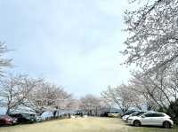 漫遊四國香川縣瀬戶內海紫雲出山賞櫻🌸