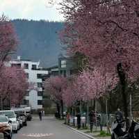 Spring Blooms in Zurich: A Floral Wonderland
