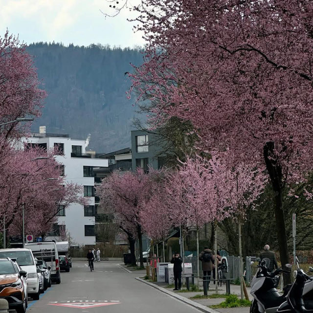 Spring Blooms in Zurich: A Floral Wonderland