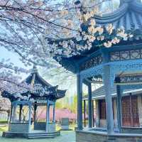 二七公園·朱簷與粉櫻共舞