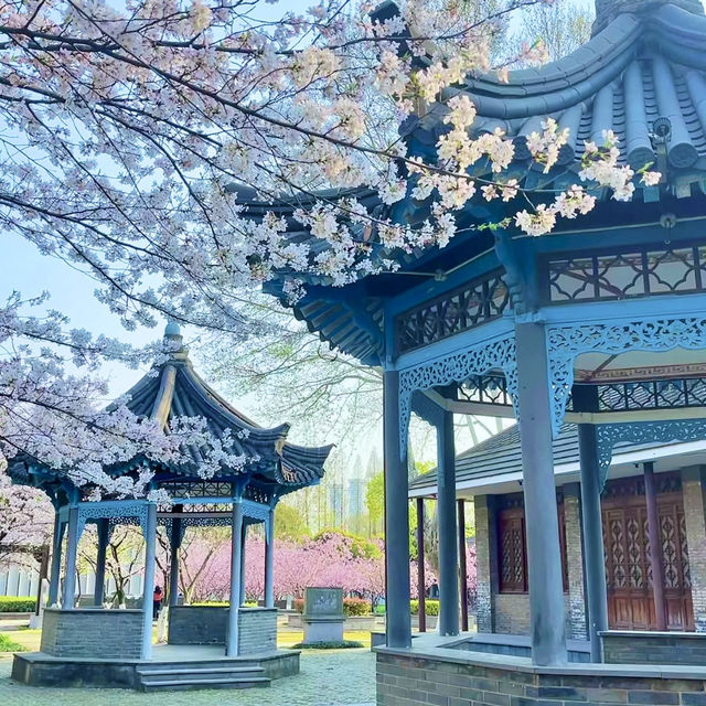 二七公園·朱簷與粉櫻共舞