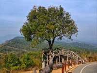 ผาหัวนาค ชัยภูมิ