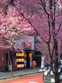 Tokyo Early Cherry Blossoms | Actual Photos with Detailed Address 🌸