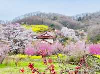 🇯🇵福島 有見過那麼色彩鮮艷的山坡嗎？ 🌼🌸