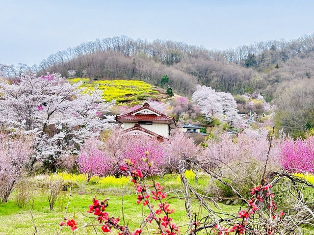 🇯🇵福島 有見過那麼色彩鮮艷的山坡嗎？ 🌼🌸