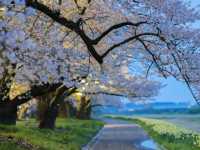 The Kitakami Sakura Festival Is in Full Bloom With "Sakura Fubuki"